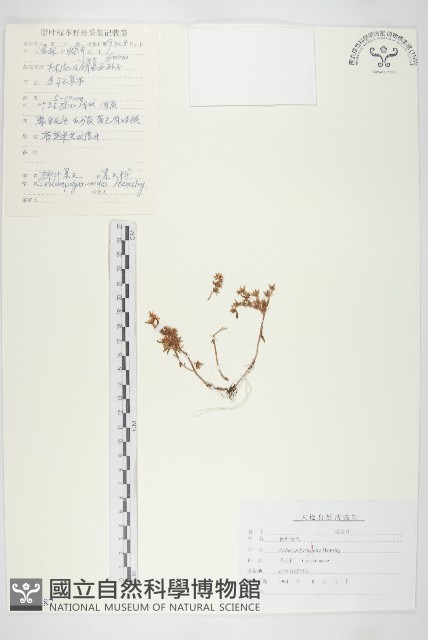 蘚狀景天藏品圖，第1張