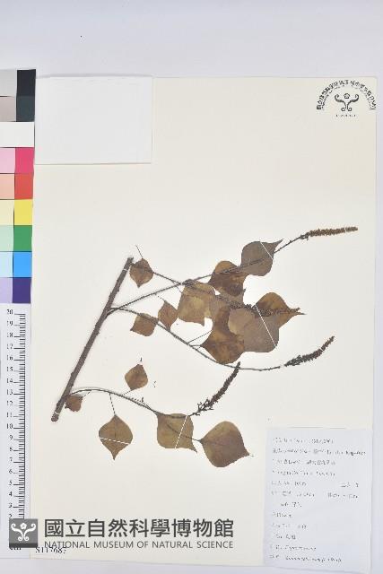 烏臼藏品圖，第1張