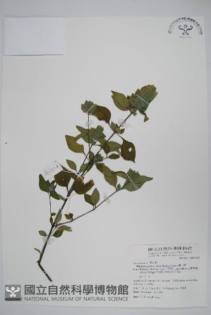 賽山藍藏品圖，第1張