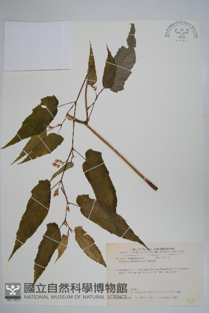 臺灣秋海棠藏品圖，第1張