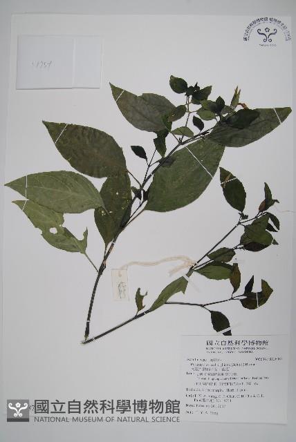 長花九頭獅子草、山藍藏品圖，第1張