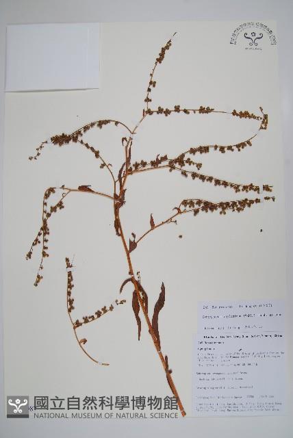 琉璃草藏品圖，第1張