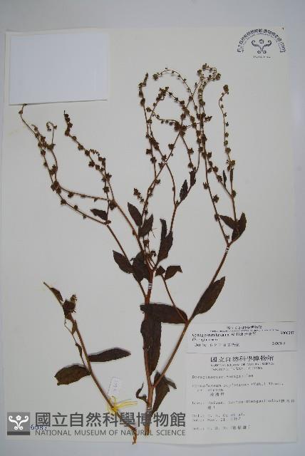 琉璃草藏品圖，第1張