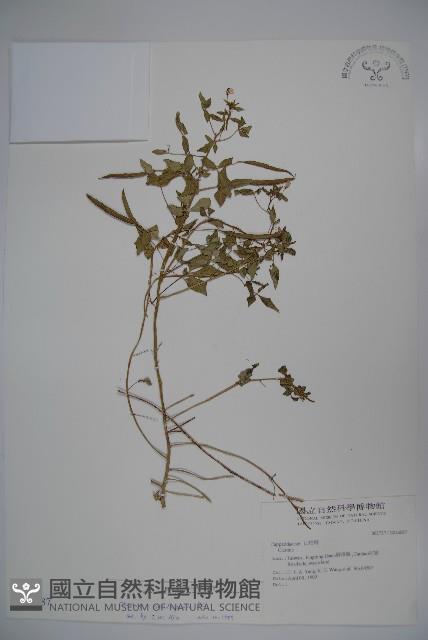 平伏莖白花菜、成功白花菜藏品圖，第1張