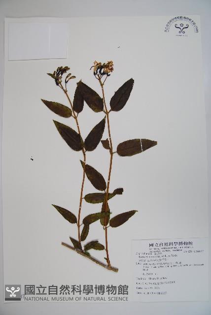 阿里山忍冬、漸尖葉忍冬藏品圖，第1張