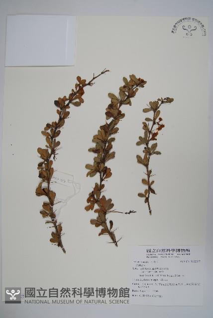 金花小檗藏品圖，第1張