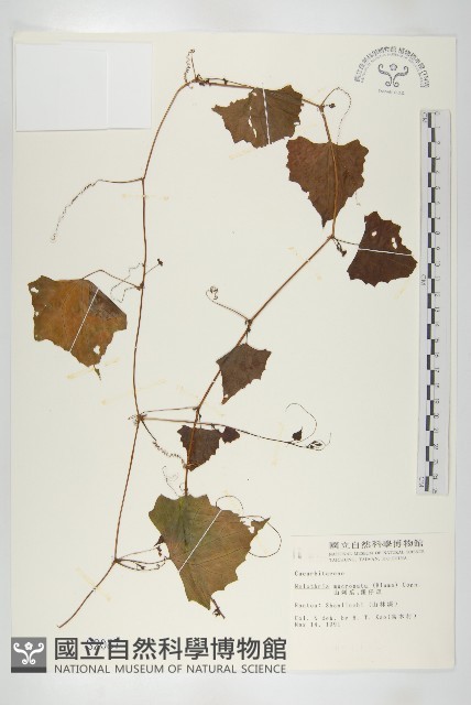 黑果馬交兒藏品圖，第1張