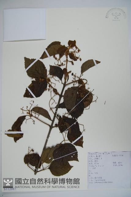 南方莢迷藏品圖，第1張