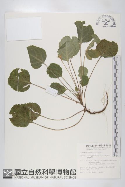 裂緣花藏品圖，第1張