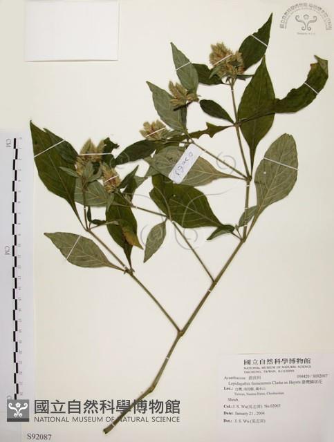 臺灣鱗球花藏品圖，第1張