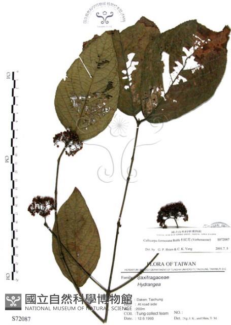 杜虹花，台灣紫珠藏品圖，第1張