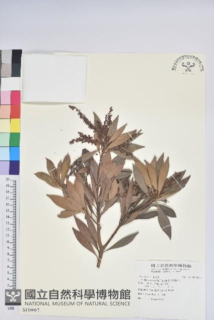 臺灣馬醉木藏品圖，第1張