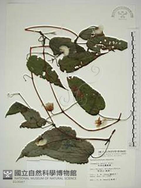 亨利氏鐵線蓮藏品圖，第1張