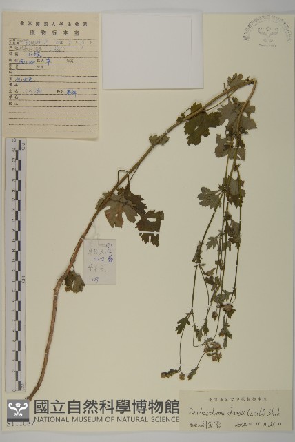 小紅菊藏品圖，第1張