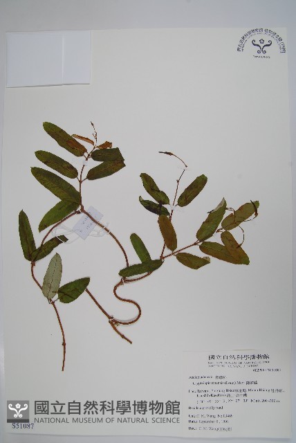 隱鱗藤藏品圖，第1張