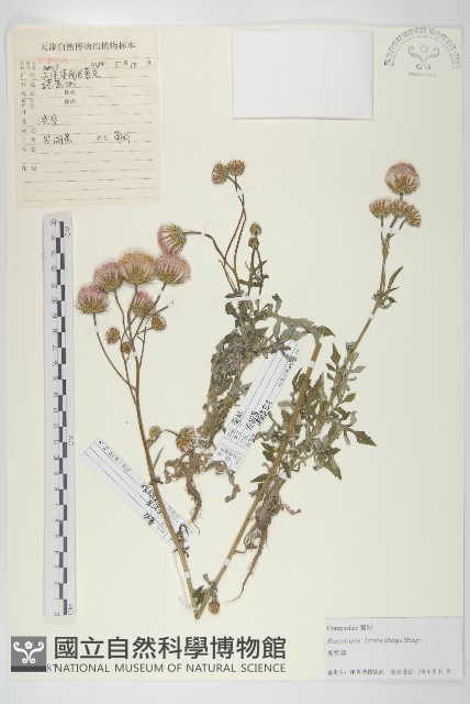 泥胡菜藏品圖，第1張