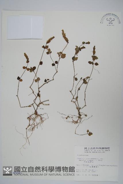 早田氏爵床藏品圖，第1張