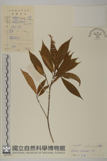 單毛山柳藏品圖，第1張