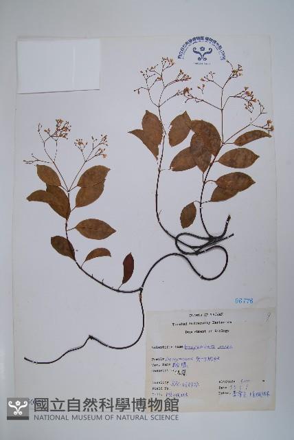 酸藤藏品圖，第1張