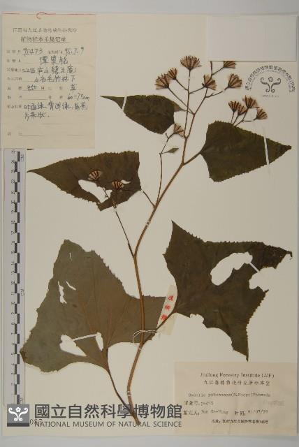 矢鏃葉蟹甲草藏品圖，第1張