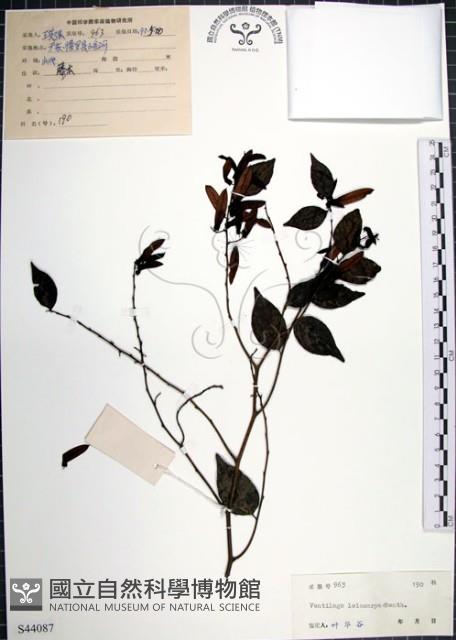 光果翼核木藏品圖，第1張