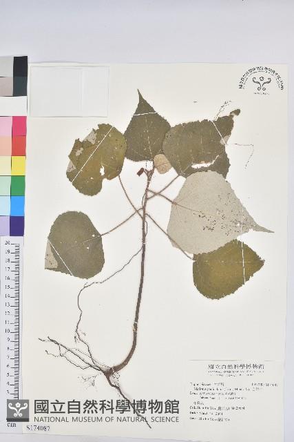 白匏子藏品圖，第1張