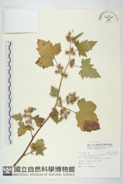 蒼耳藏品圖，第1張