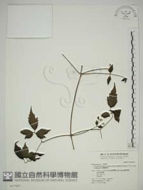 巴氏鐵線蓮藏品圖，第1張