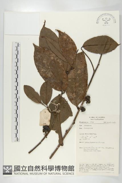 登錄號:S047087藏品圖，第1張