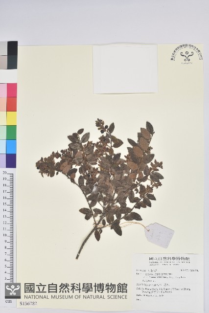 登錄號:S136787藏品圖，第1張