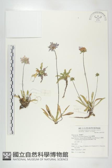 玉山山蘿蔔藏品圖，第1張