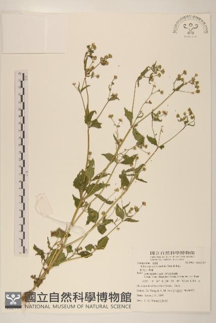 粗毛小米菊藏品圖，第1張