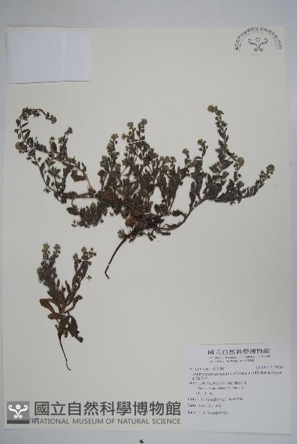 細纍子草藏品圖，第1張