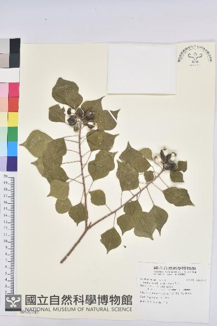 柏拉木藏品圖，第1張