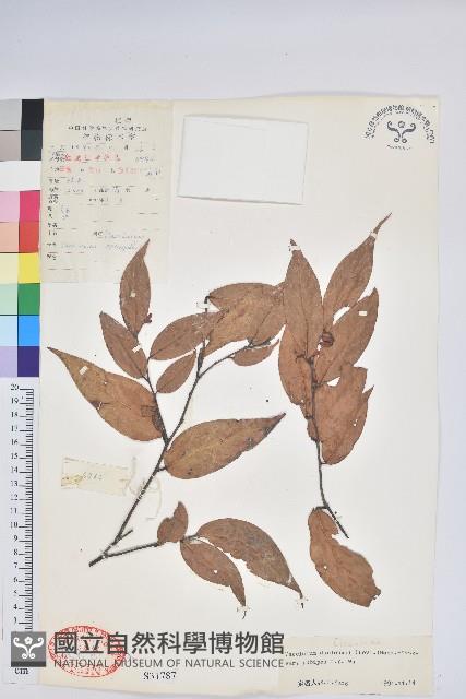 柔毛雲南越橘藏品圖，第1張