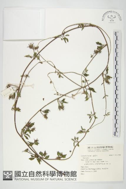 登錄號:S141787藏品圖，第1張