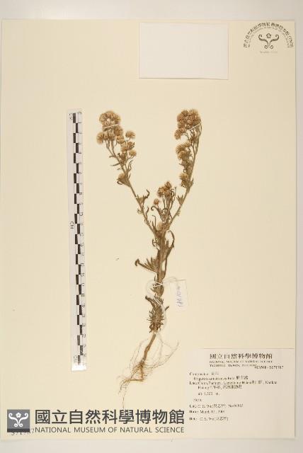 野茼蒿藏品圖，第1張