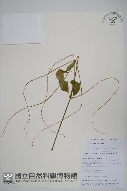 土牛膝藏品圖，第1張