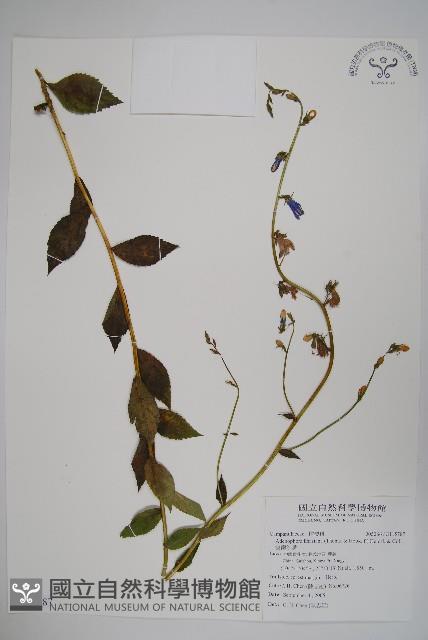 雲南沙參藏品圖，第1張