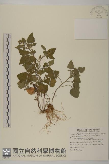 茯苓菜藏品圖，第1張