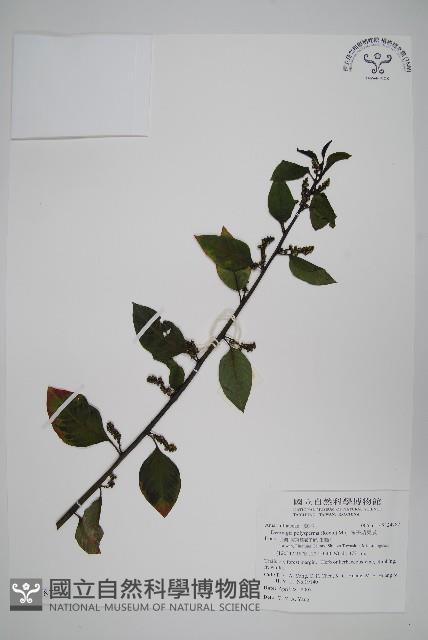 多子漿果莧藏品圖，第1張