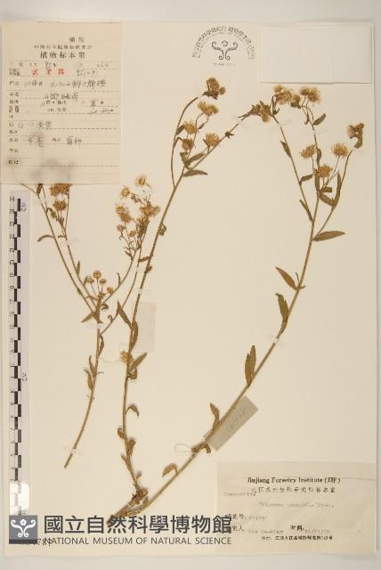 白頂飛蓬藏品圖，第1張