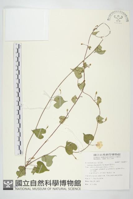 野牽牛藏品圖，第1張