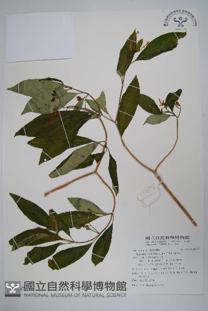 蘿芙木藏品圖，第1張