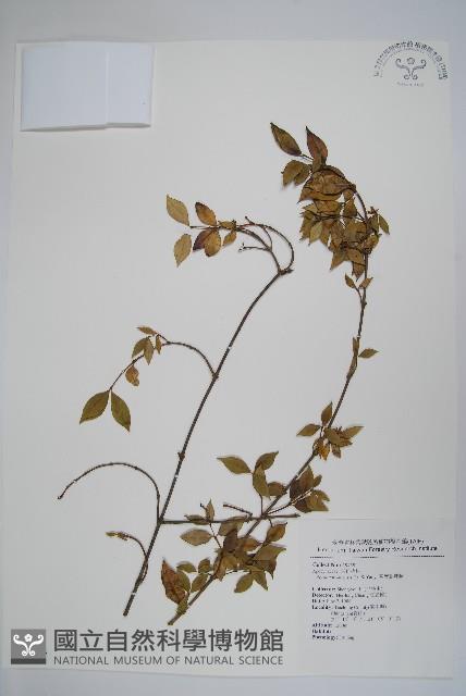 台灣念珠藤藏品圖，第1張