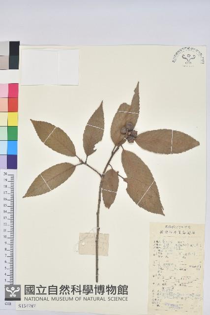 多脈青岡藏品圖，第1張