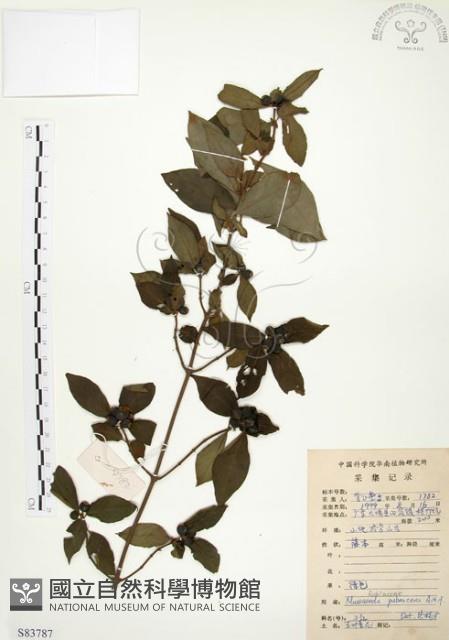 毛玉葉金花藏品圖，第1張