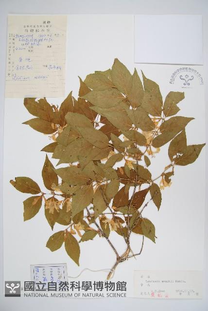 金銀忍冬藏品圖，第1張