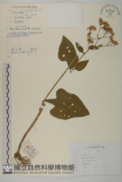 東鳳菜藏品圖，第1張