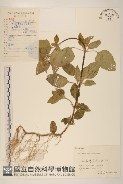 小米菊藏品圖，第1張